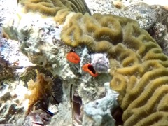 Orange Solitary Coral